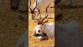 Addax Antelopes Majestic Nomads of the Sahara Desert shorts addax [upl. by Moishe]