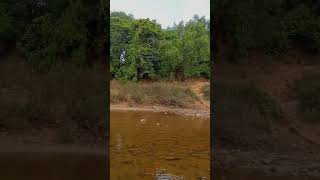 Summer Season  Dried Aghanashini River turned into Smaller Ponds  Divalli Kumta [upl. by Hurwit706]