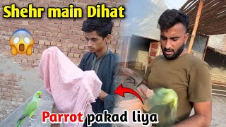 1 lakh ka parrot pakad liya  How to caught parrot  How to caught Ringneck parrot  Parrot Sound [upl. by Aznola]