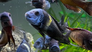 Why feeding tropheus cichlids is the best [upl. by Guria]