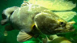 Nile Perch amp Barramundi prey on cabbage Less aggressive 4500 gal Some closeups [upl. by Northington873]