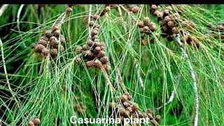 Casuarina plant [upl. by Namzaj762]