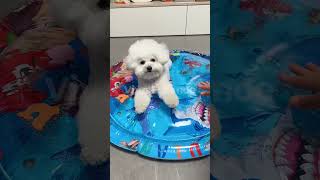 Chill Vibes Only Bichon Enjoys New Water Bed  Must See [upl. by Dorelle]