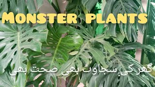 How to Grow Monstara Plants at Home  All about Monstara Plants [upl. by Vicky]