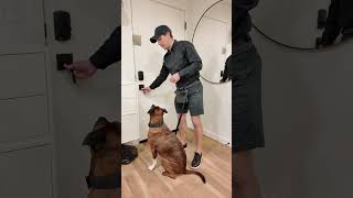 Teach Your Dog Not to Dart Out the Front Door Fast dogtraining puppytraining dogtrainer [upl. by Edy]