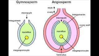 Angiosperme  Dictionnaire français audio [upl. by Ayojal]