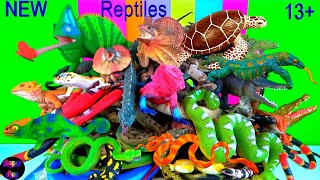 Reptiles  Snakes Turtles Lizards Crocodiles Alligators 13 [upl. by Yojenitsirk]