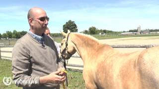 How to Measure your Horse for a Harness [upl. by Healy]