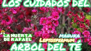 Los cuidados del leptospermum o árbol del té o árbol de ManukaEl cultivo del leptos•7MaTemporada [upl. by Danas]