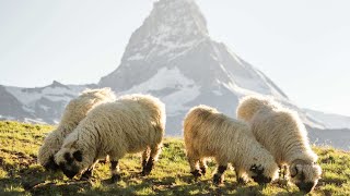 Valais Blacknose sheep in Zermatt  Valais Switzerland [upl. by Megargee]