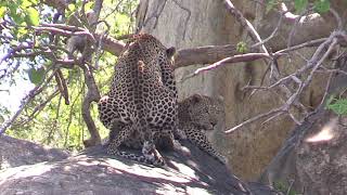 Mating Leopards [upl. by Senga128]