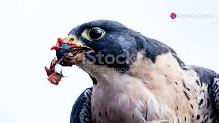 Peregrine falcon The master of speed and precision [upl. by Rosabelle]