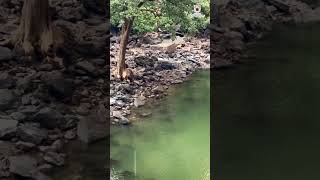 Geparnath Mahadev Temple amp Waterfall near Kota kota waterfall rajasthantourism rajasthan [upl. by Miran394]