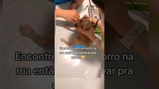 CACHORRO 🐕 ABANDONADO EM CAIXA É RESGATADO POR MULHER cachorro resgate amor pets adote adote [upl. by Yarod]