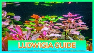 LUDWIGIA REPENS OVALIS SP RED  EASY STEM AQUARIUM PLANT GUIDE [upl. by Idoj]