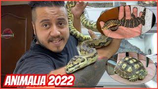 PREPARANDO ANIMALIA MEXICO 2022 [upl. by Aiceila]