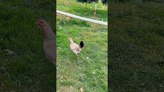 👑gallinas gallinasandgallos gallinasfelices gallina parati automobile shorts fyp [upl. by Nowyt]