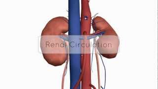 Renal CirculationBlood Supply  Anatomy Tutorial [upl. by Oflunra494]