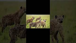 Hungry hyenas stalking the lions food [upl. by Nicolette]