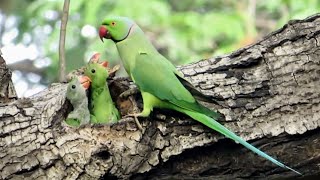 A Parrot Feeding Its Two Little Youngs in Nest  Cute Baby Parrots  Parrot Nest [upl. by Amyaj]