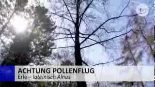 Erle  Achtung Pollenflug  Allergie [upl. by Nelyk]