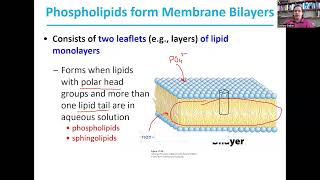 Membrane LipidsBiochemistry I28 [upl. by Sorodoeht]