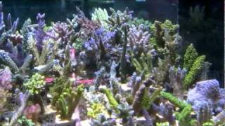 Vivid Aquariums incredible Acropora selection [upl. by Cupo883]