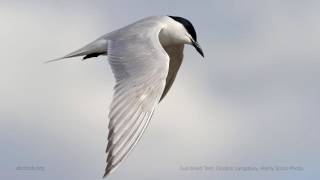 Gullbilled Tern Call [upl. by Aznofla]