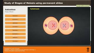 Study of Stages of Meiosis using permanent slides [upl. by Krik]