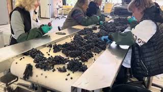 The sorting table at Chateau Cheval Blanc as the Merlot comes in [upl. by Llenol]