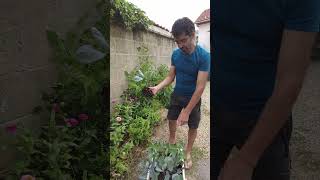 🌱trasplantando los repollitos👌shorts youtubeshorts balconygardening balconygarden huerto [upl. by Akkeber]