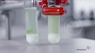 See a Pectin Stain Disappear with Novozymes Pectinase [upl. by Ulphia]