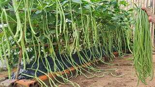 Good tips to grow long beans at home without care [upl. by Jecoa717]