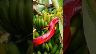 red pit viper hunting shortvideo [upl. by Eitra298]