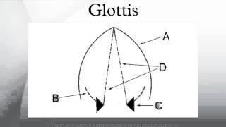 Glottis [upl. by Bruner]