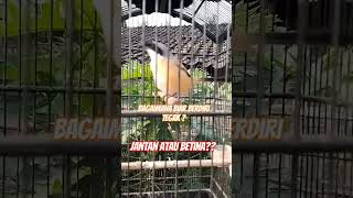 Cendet gacor Jantan atau Betina kicaumania cendetgacor [upl. by Nicki]