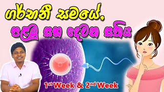 வாரம் 20  Pregnancy  Tamil  Week 20 [upl. by Sachiko]