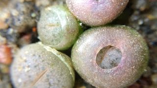 Lithops gracilidelineata ssp gracilidelineata cv quotCafe au Laitquot C309A First Leaves and Time Lapse [upl. by Niowtna]