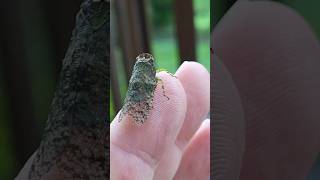 Leaf hopper 🇨🇷 Costa Rica [upl. by Crenshaw]