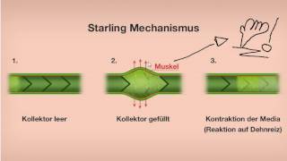 Starling Mechanismus Manuelle Lymphdrainage [upl. by Vadim]