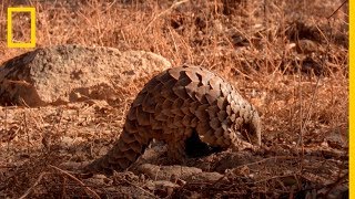 Muy CURIOSO ¿Cómo se alimenta el PANGOLÍN  National Geographic en Español [upl. by Hickey]