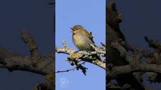 Cute baby Chiffchaff on a sunny day birds [upl. by Cir]