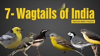 Interesting facts and details about all Wagtail Species in India [upl. by Mandler850]