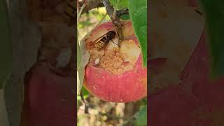 A Hornet eating one of our apples hornet vespa apple [upl. by Adabelle]