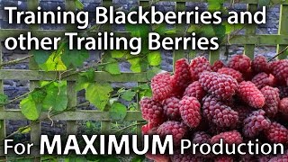 How to Train Blackberries and other Trailing Berries for Maximum Yields [upl. by Aitnuahs779]