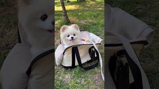 Pomeranian dog price in India  cute dog price in India teacup dog price shorts viral dog price [upl. by Celle]