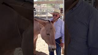 Keep his head in place muletraining shorts donkeytraining muleowner donkeyowner equine [upl. by Brennen]