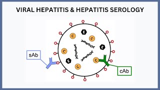 Viral Hepatitis and Hepatitis Serology Explained [upl. by Znerol944]