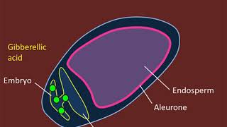 Seed Germination and Gibberellic Acid The Mobilisation of Nutrients [upl. by Therese]