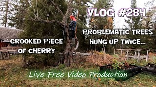 Crooked old cherry Trees hung up twice Vlog 284  S6 [upl. by Etteuqal426]